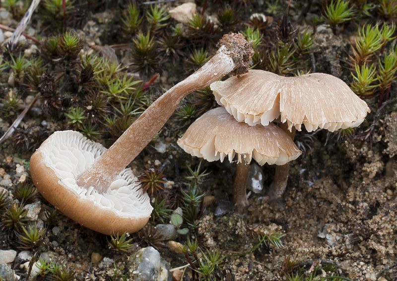 Pseudoopmhalina pachyphylla